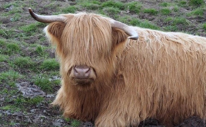 Highland cow mauled to death in Rottweiler attack