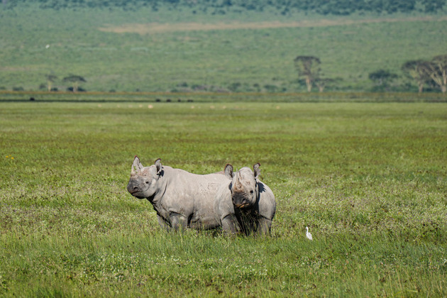 TANZANIA-NGORONGORO CONSERVATION AREA-WILDLIFE
