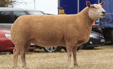 Charollais shearling ewe reigns supreme at Bucks Co Show