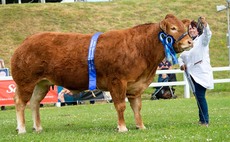 Foxhillfarm take beef and sheep interbreed titles at the Royal Cornwall Show
