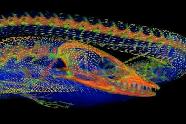 New study peers beneath the skin of iconic lizards to find 'chainmail' bone plates - and lots of them