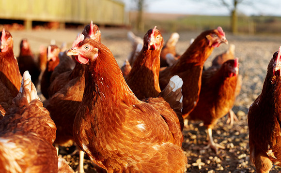 Egg company director jailed for animal welfare offences
