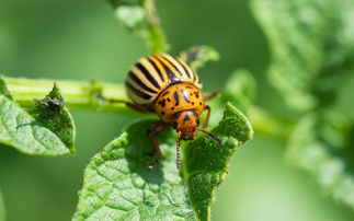 Rising pest risks: How the Met Office Is helping to safeguard UK crops