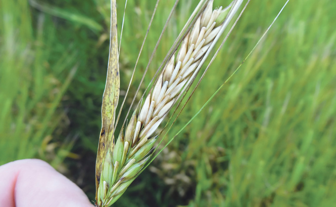 Growers advised to think ahead on fusarium control at T3