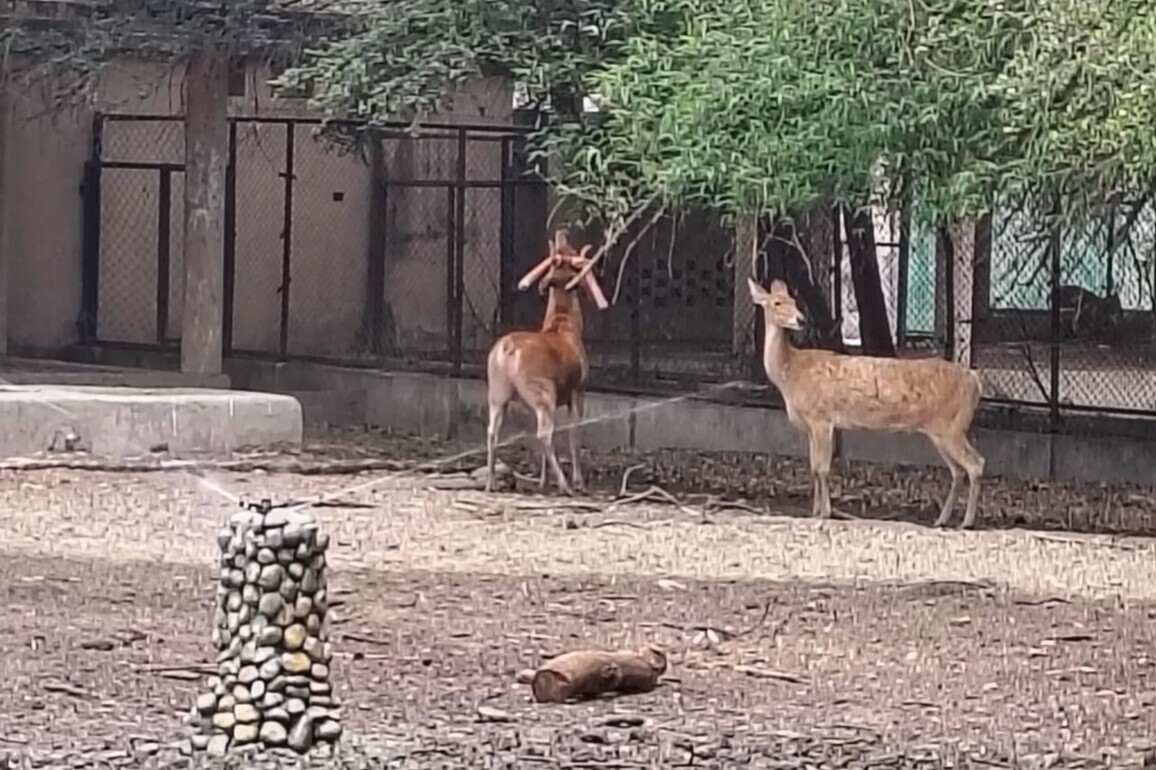 Beat the heat: Lucknow Zoo rolls out coolers, sprinklers, and fruit diets as temperatures soar