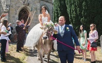 Farmer rides favourite cow to her 'dream wedding'