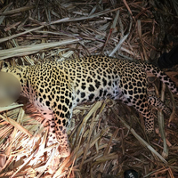 Maharashtra: Man-eater leopard shot dead after 3 deaths in Pimparkhed