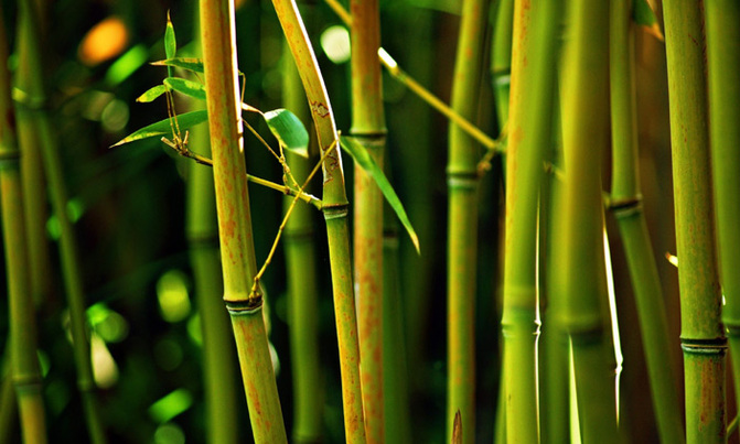 China-aided bamboo agri-business pays off China-aided bamboo agri-business pays off