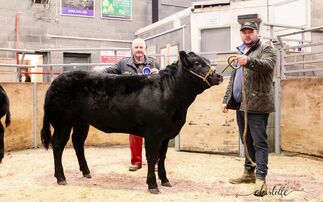 Suckled calves sell to £3,550 at Barnard Castle