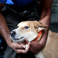 Over 500,000 bitten by stray dogs in Pakistan's Punjab; LHC demands strict birth control enforcement