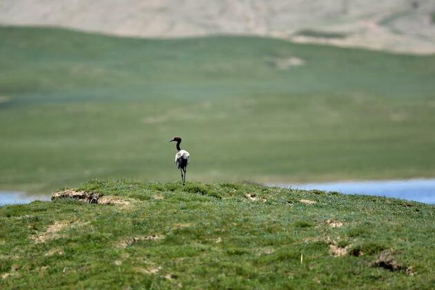 Black-necked cranes rebound as China boosts biodiversity efforts