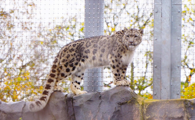 Credit: Chester Zoo 