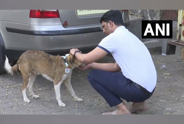 Mumbai man develops tags with QR code to keep track of stray dogs