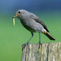 From soil to slugs to songbirds - how plastic is moving through ecosystems