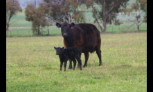  Top condition: Cow health and nutrition are key factors in reducing calf wastage or losses between pregnancy testing and weaning.  Photo:  Pamela Lawson.