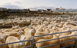 Farming sector warns it will 'suffer' as new bluetongue restrictions come into force