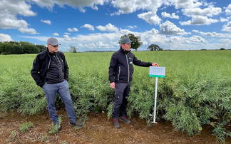 Breeders back resilient genetics as OSR confidence returns