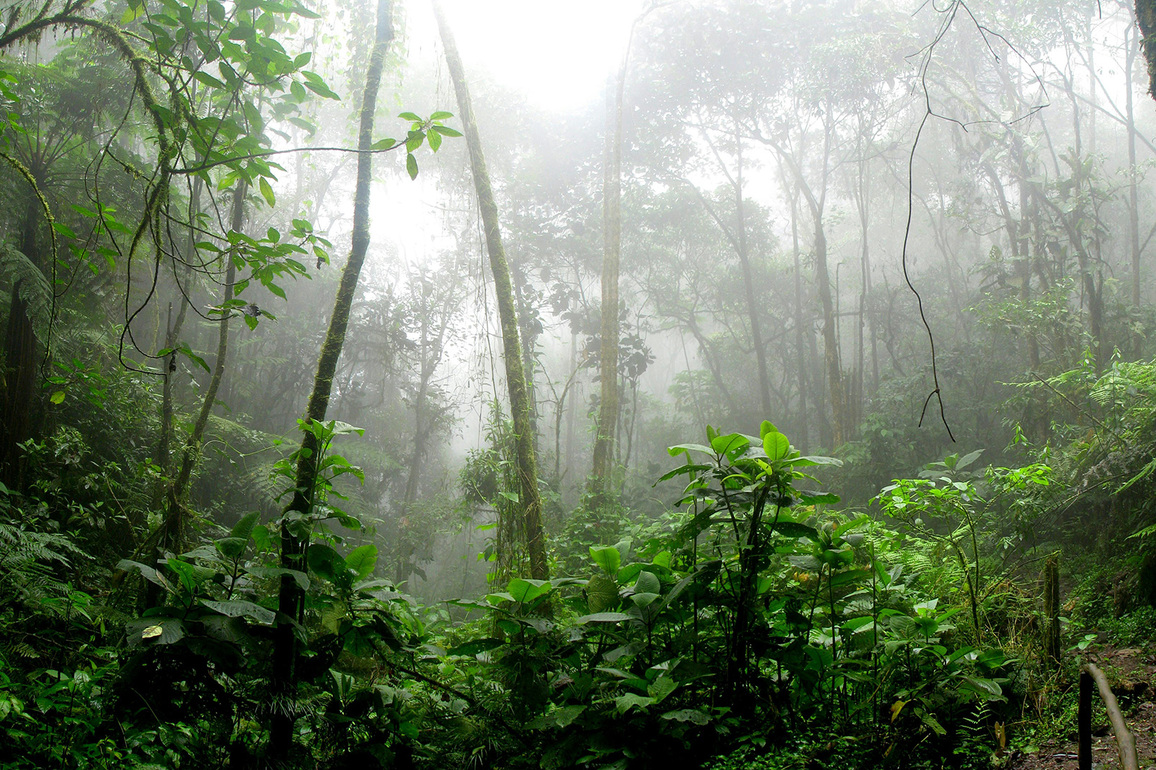 Tropical bounty- How forests can turn into chemical factories - The Source - WashU