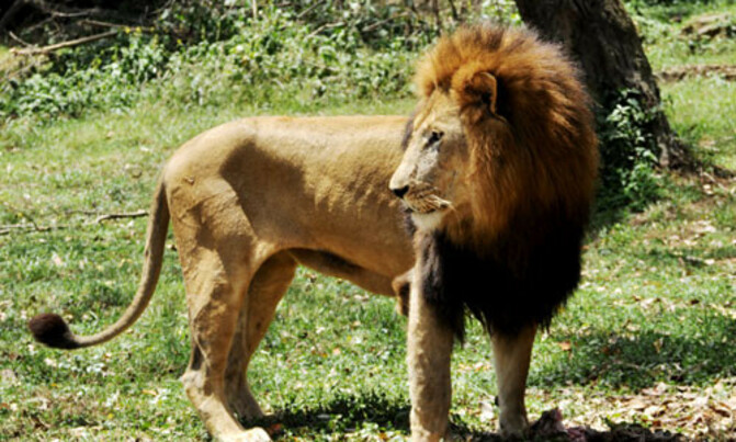 UWEC unveils Letaba, Kibonge's heir UWEC unveils Letaba, Kibonge's heir