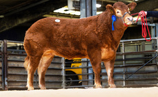 Red Ladies sell to 18,000gns