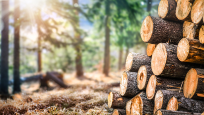 Timber Development UK launches Sustainability Committee 