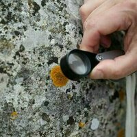 How lichens are bringing stone to life and reconnecting us with the natural world