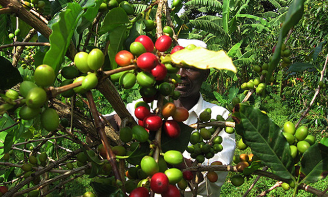 Uganda's Jun-Sep coffee exports set to rise Uganda's Jun-Sep coffee exports set to rise