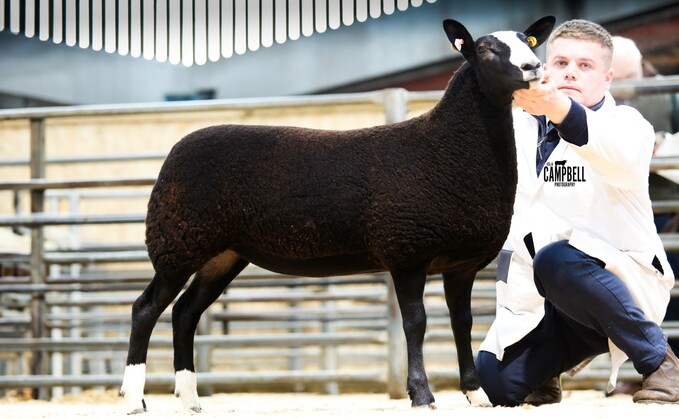 A round up of recent pedigree and commercial livestock sales