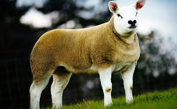 Texel ewe lamb record of 20,000gns set at Lanark