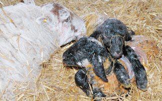 TOP TIPS FOR LAMBING TIME: Small changes add up  