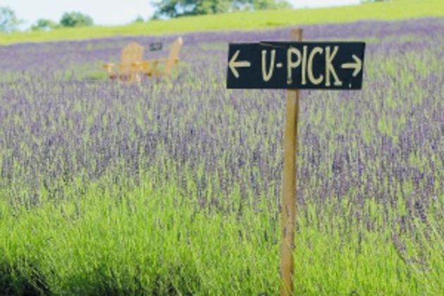 Concord Monitor - Lavender&nbsp;haze- Purple fields bloom&nbsp;at Warner farm