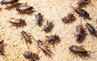 'Yuck factor' keeps consumers away from insect-based meat alternatives
