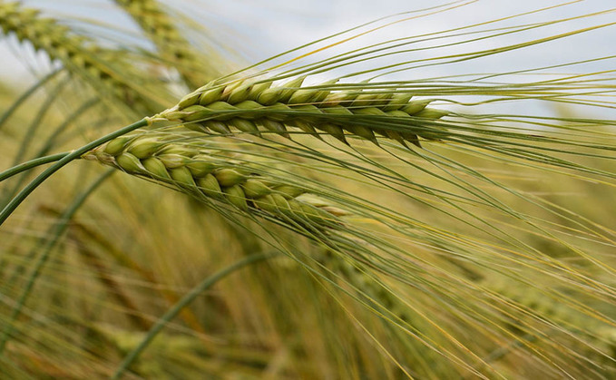 First two phases of International Barley Hub at James Hutton Institute up and running