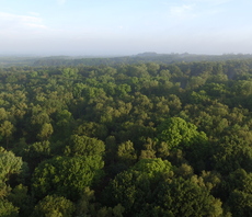 'Trees as a catalyst for transformation': National Forest celebrates tree planting milestone