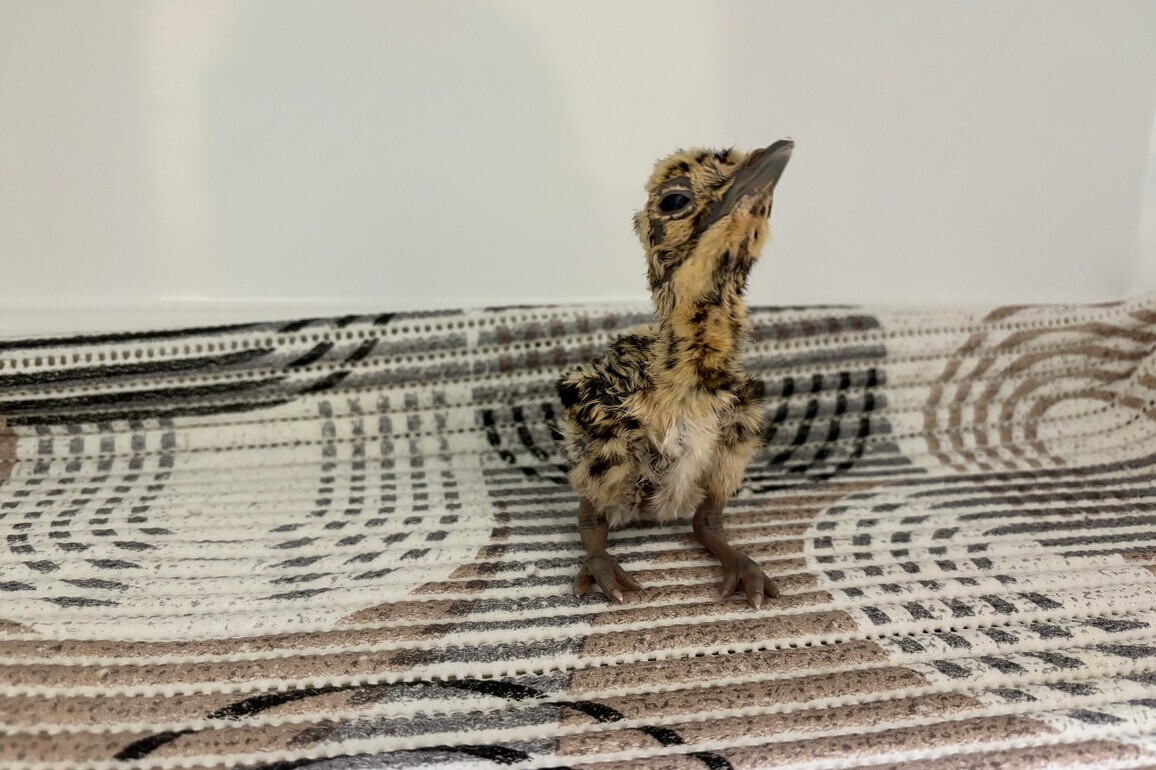 Great Indian Bustard comeback: 82 birds now at Jaisalmer conservation centers