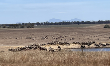  MLA says the national sheep flock should hit 74.4 million head this year. Picture Mark Saunders.