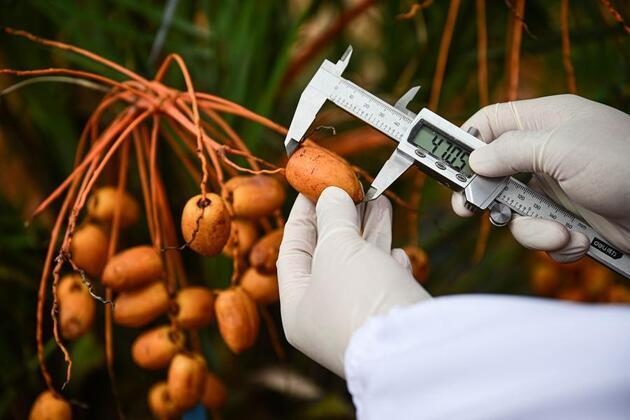 HainanOutlook | Date palms from UAE fruit again in Wenchang
