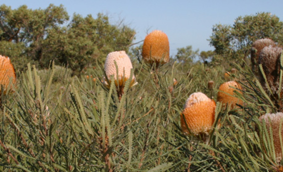 Eneabba wildflowers
