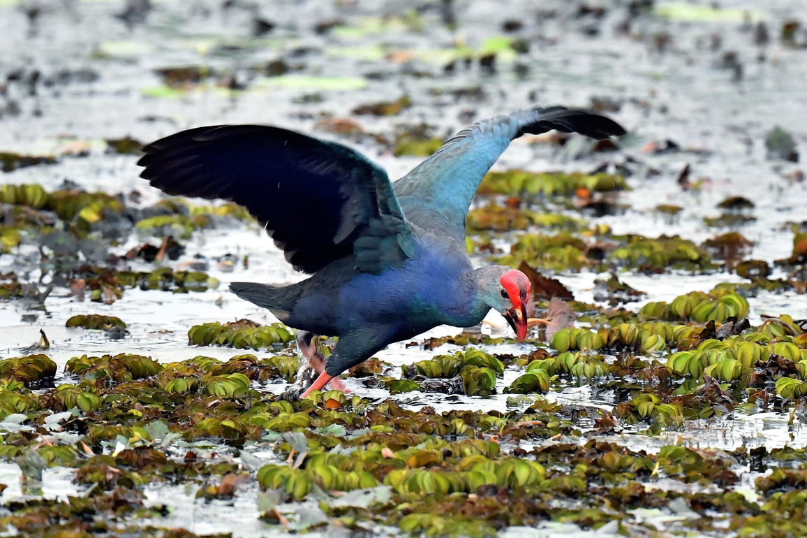 SRI LANKA-COLOMBO-WATERBIRDS