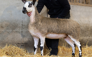  New Bluefaced Leicester female centre record of 12,000gns set at J36