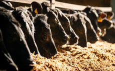 Beef growth rates boosted by high value maize