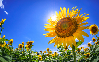 ż urged to consider growing sunflowers