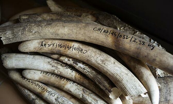 Africa surpasses Asia in ivory seizures: CITES Africa surpasses Asia in ivory seizures: CITES