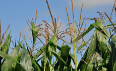 Fungal inoculant for maize boosts yield