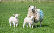 Ewe killed by dog attack in secure Cheshire field