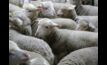 Sheep slaughter numbers are at a record low. 