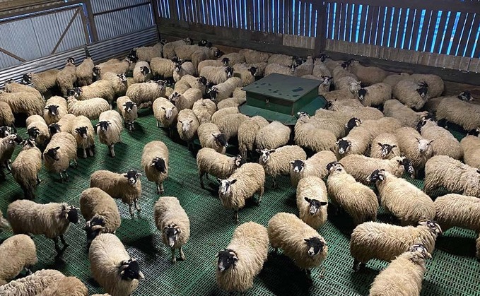 SHEEP SPECIAL: Slats provide an alternative for sheep at housing