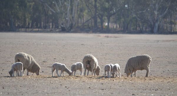 Pregnancy scanning is considered one of sheep producers’ most important tools this year, but only if the information is used.