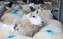 Tighter supplies and steady demand support lamb prices