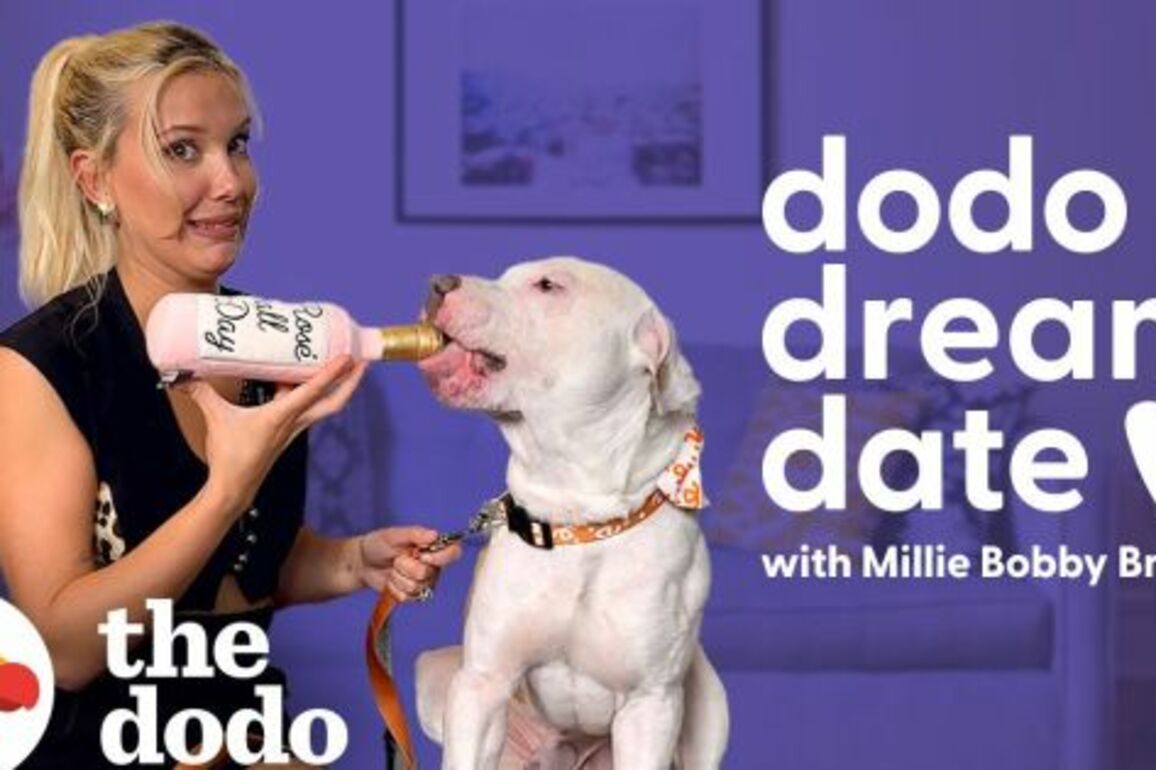 How Dodo Dream Date Became a Pawsome Hit for Vox Media